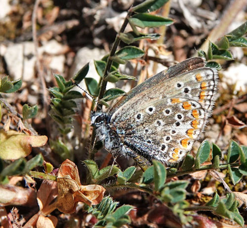 Esparsette Blfugl, Polyommatus thersites hun. Mitilini, Samos, Grkenland d. 15 april 2022. Fotograf; Emil Bjerregaard