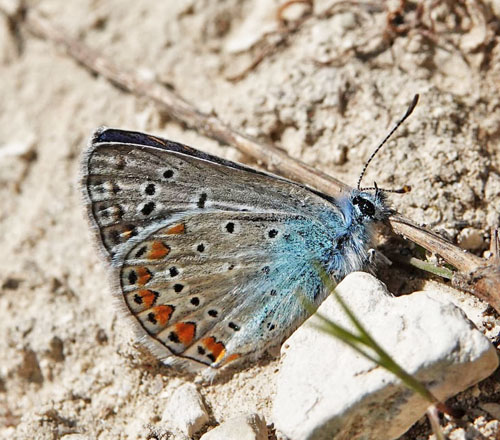 Esparsette Blfugl, Polyommatus thersites hun. Mitilini, Samos, Grkenland d. 15 april 2022. Fotograf; Emil Bjerregaard