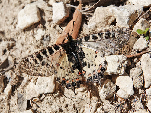 stlig Guirlandesommerfugl, Zerynthia cerisyi hun. ros Karvoni, Samos, Grkenland d. 15 april 2022. Fotograf; Emil Bjerregaard