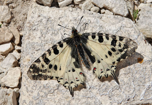 stlig Guirlandesommerfugl, Zerynthia cerisyi han. ros Karvoni, Samos, Grkenland d. 15 april 2022. Fotograf; Emil Bjerregaard