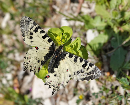 stlig Guirlandesommerfugl, Zerynthia cerisyi han. ros Karvoni, Samos, Grkenland d. 15 april 2022. Fotograf; Emil Bjerregaard