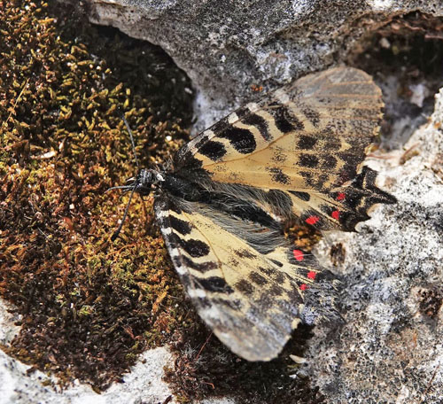 stlig Guirlandesommerfugl, Zerynthia cerisyi hun. Mitilini, Samos, Grkenland d. 15 april 2022. Fotograf; Emil Bjerregaard