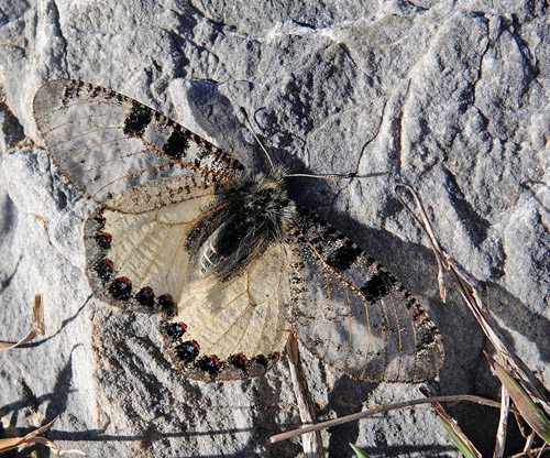 Glassommerfugl, Archon apollinus. ros Karvoni 500 - 800 m., Samos, Grkenland d. 14 april 2022. Fotograf; Emil Bjerregaard