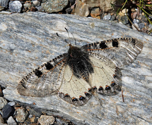 Glassommerfugl, Archon apollinus. ros Karvoni 500 - 800 m., Samos, Grkenland d. 14 april 2022. Fotograf; Emil Bjerregaard