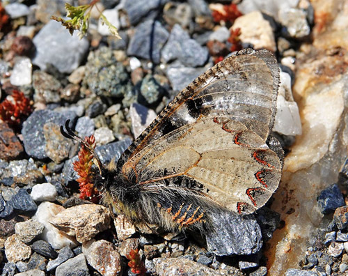 Glassommerfugl, Archon apollinus. ros Karvoni 500 - 800 m., Samos, Grkenland d. 14 april 2022. Fotograf; Emil Bjerregaard