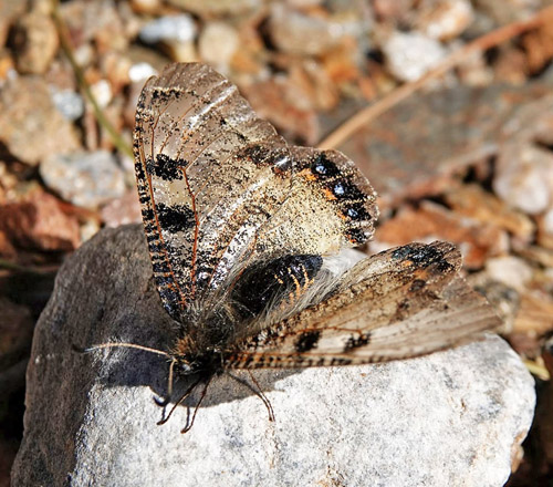 Glassommerfugl, Archon apollinus. ros Karvoni 500 - 800 m., Samos, Grkenland d. 14 april 2022. Fotograf; Emil Bjerregaard