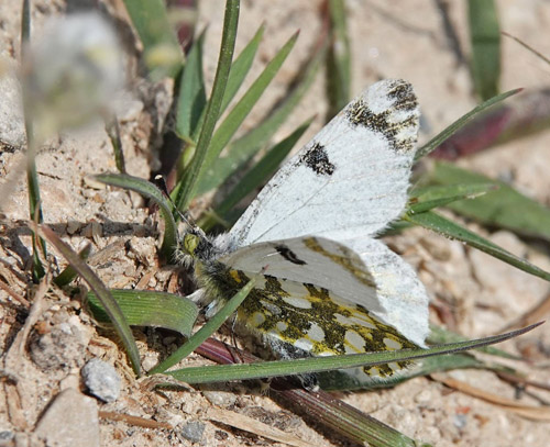 stlig Plethvidvinge, Euchloe ausonia. Ireo, Samos, Grkenland d. 16 april 2022. Fotograf; Emil Bjerregaard