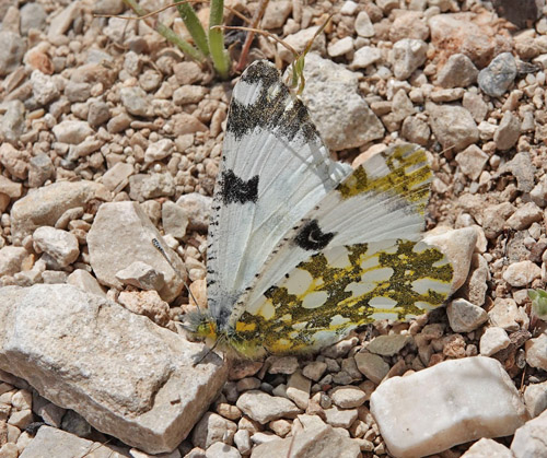 stlig Plethvidvinge, Euchloe ausonia. Ireo, Samos, Grkenland d. 16 april 2022. Fotograf; Emil Bjerregaard