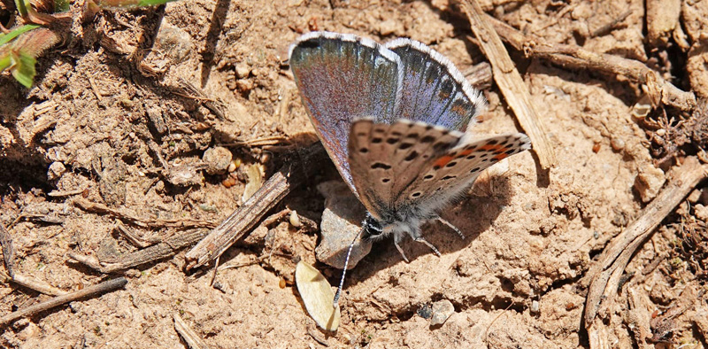 Salvieblfugl, Pseudophilotes bavius ssp. macedonica. Skiti, Askio-bjergene, Vestmakedonien, Grkenland d. 23 april 2022. Fotograf; Emil Bjerregaard