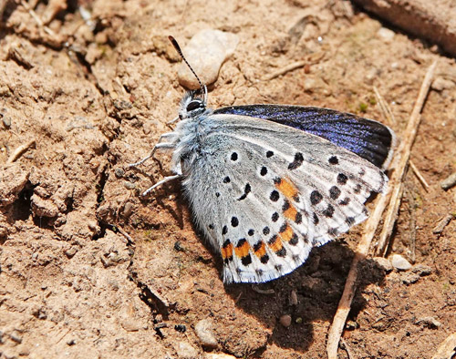 Salvieblfugl, Pseudophilotes bavius ssp. macedonica. Skiti, Askio-bjergene, Vestmakedonien, Grkenland d. 23 april 2022. Fotograf; Emil Bjerregaard