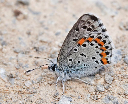 Salvieblfugl, Pseudophilotes bavius ssp. macedonica. Skiti, Askio-bjergene, Vestmakedonien, Grkenland d. 23 april 2022. Fotograf; Emil Bjerregaard