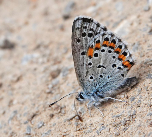 Salvieblfugl, Pseudophilotes bavius ssp. macedonica. Skiti, Askio-bjergene, Vestmakedonien, Grkenland d. 23 april 2022. Fotograf; Emil Bjerregaard