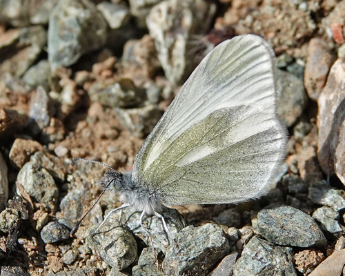 Grn Skovhvidvinge, Leptidea duponcheli.  Siatista sletten og klft 950 - 1100 m., Askio-bjergene. Vestmakedonien, Grkenland d. 22 april 2022. Fotograf; Emil Bjerregaard