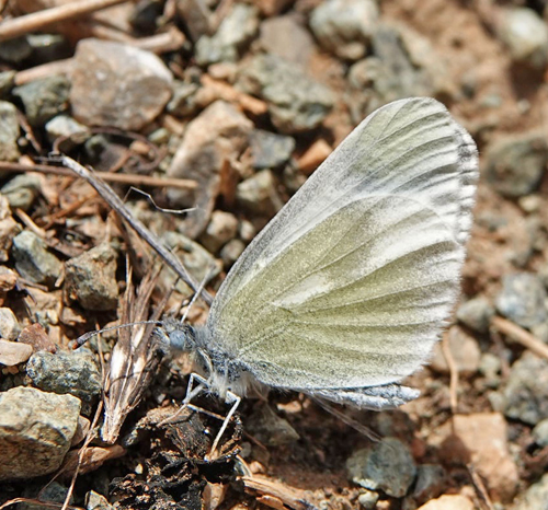 Grn Skovhvidvinge, Leptidea duponcheli.  Siatista sletten og klft 950 - 1100 m., Askio-bjergene. Vestmakedonien, Grkenland d. 22 april 2022. Fotograf; Emil Bjerregaard
