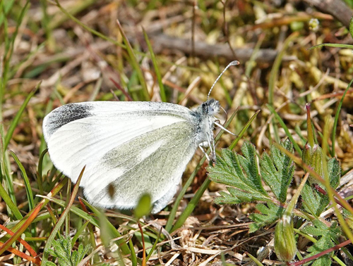 Grn Skovhvidvinge, Leptidea duponcheli.  Siatista sletten og klft 950 - 1100 m., Askio-bjergene. Vestmakedonien, Grkenland d. 22 april 2022. Fotograf; Emil Bjerregaard