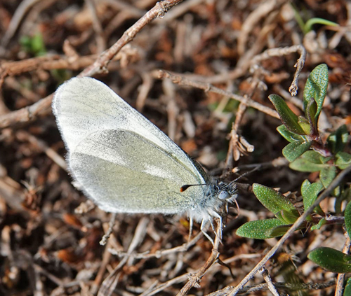 Grn Skovhvidvinge, Leptidea duponcheli.  Siatista sletten og klft 950 - 1100 m., Askio-bjergene. Vestmakedonien, Grkenland d. 22 april 2022. Fotograf; Emil Bjerregaard