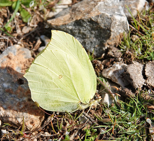 Østlig Citronsommerfugl, Gonepteryx farinosa han. Skiti (800 m), Askio, Vestmakedonien, Grækenland d. 22 april 2022. Fotograf; Emil Bjerregaard