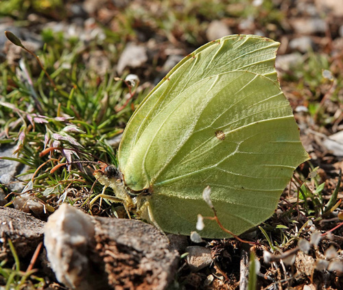 Østlig Citronsommerfugl, Gonepteryx farinosa han. Skiti (800 m), Askio, Vestmakedonien, Grækenland d. 22 april 2022. Fotograf; Emil Bjerregaard