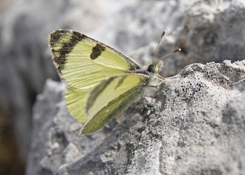 Østlig Gul Sorttip, Euchloe (Elphinstonia) penia. Koila 700-750 m., Askio-Mts. Kozani, Vestmakedonien, Grækenland d. 23 april 2022. Fotograf; Emil Bjerregaard