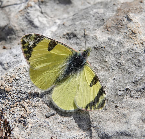 stlig Gul Sorttip, Euchloe (Elphinstonia) penia. Koila 700-750 m., Askio-Mts. Kozani, Vestmakedonien, Grkenland d. 23 april 2022. Fotograf; Emil Bjerregaard