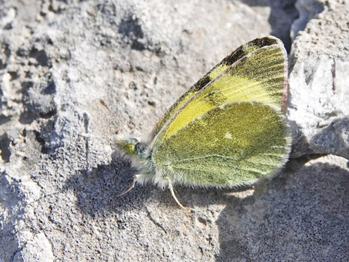 stlig Gul Sorttip, Euchloe (Elphinstonia) penia. Koila 700-750 m., Askio-Mts. Kozani, Vestmakedonien, Grkenland d. 23 april 2022. Fotograf; Emil Bjerregaard