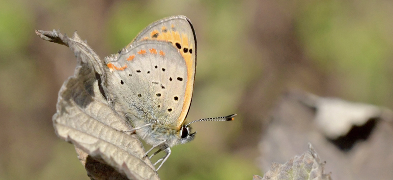 Grsk Ildfugl, Lycaena otomana hun. Nord for Alexandroupolis, Thrakien, Grkenland d. 6 april 2022. Fotograf; John Vergo