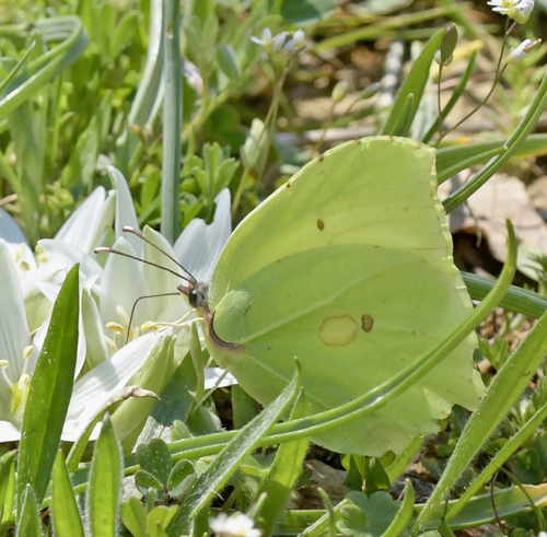 Østlig Citronsommerfugl, Gonepteryx farinosa han. Nord for Alexandroupolis, Makedonien, Grækenland d. 5 april 2022. Fotograf; John Vergo