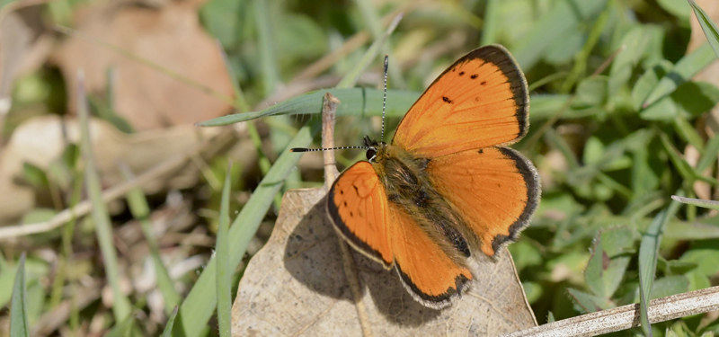 Grsk Ildfugl, Lycaena otomana han. Nord for Alexandroupolis, Thrakien, Grkenland d. 6 april 2022. Fotograf; John Vergo