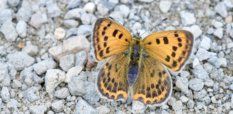 Grsk Ildfugl, Lycaena otomana hun. Nord for Alexandroupolis, Thrakien, Grkenland d. 6 april 2022. Fotograf; John Vergo