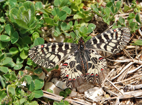 Guirlandesommerfugl, Zerynthia polyxena. Siatista sletten og klft 950 - 1100 m., Askio-bjergene. Vestmakedonien, Grkenland d. 22 april 2022. Fotograf; Emil Bjerregaard