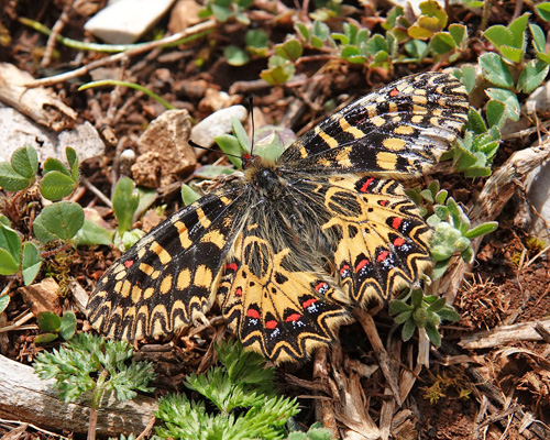 Guirlandesommerfugl, Zerynthia polyxena. Siatista sletten og klft 950 - 1100 m., Askio-bjergene. Vestmakedonien, Grkenland d. 22 april 2022. Fotograf; Emil Bjerregaard