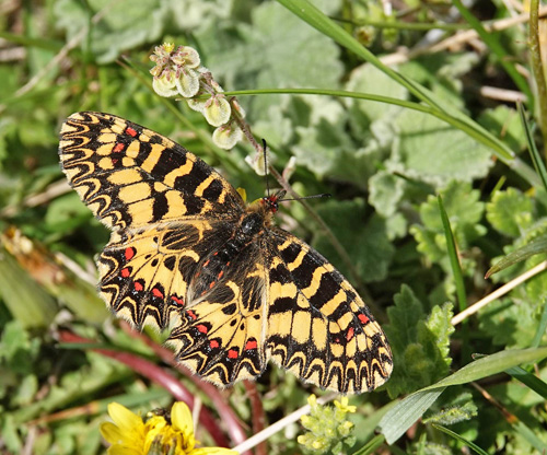 Guirlandesommerfugl, Zerynthia polyxena. Siatista sletten og klft 950 - 1100 m., Askio-bjergene. Vestmakedonien, Grkenland d. 22 april 2022. Fotograf; Emil Bjerregaard