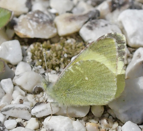 stlig Gul Sorttip, Euchloe (Elphinstonia) penia. Stena Nestou Kavalas 800 m., Xanthi, Thrakien, Makedonien, Grkenland 8 april 2022. Fotograf; John Vergo