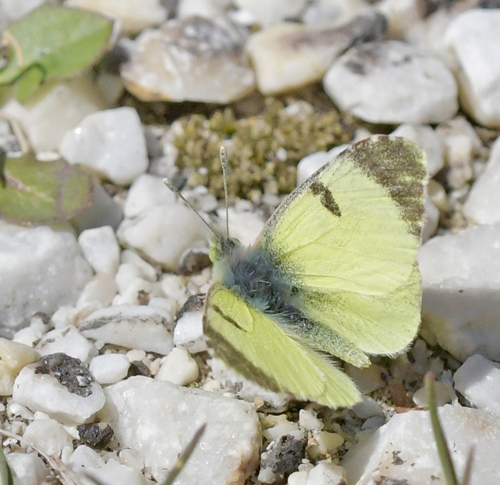 stlig Gul Sorttip, Euchloe (Elphinstonia) penia. Stena Nestou Kavalas 800 m., Xanthi, Thrakien, Makedonien, Grkenland 8 april 2022. Fotograf; John Vergo