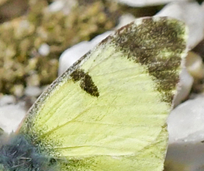 Østlig Gul Sorttip, Euchloe (Elphinstonia) penia. Stena Nestou Kavalas 800 m., Xanthi, Thrakien, Makedonien, Grækenland 8 april 2022. Fotograf; John Vergo