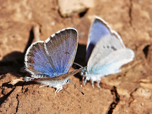 Salvieblfugl, Pseudophilotes bavius ssp. macedonica. Skiti, Askio-bjergene, Vestmakedonien, Grkenland d. 24 april 2022. Fotograf; Emil Bjerregaard