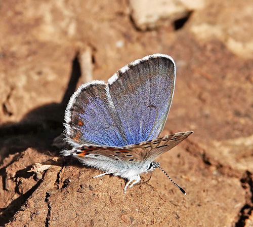 Salvieblfugl, Pseudophilotes bavius ssp. macedonica. Skiti, Askio-bjergene, Vestmakedonien, Grkenland d. 24 april 2022. Fotograf; Emil Bjerregaard