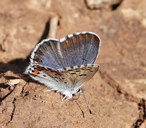 Salvieblfugl, Pseudophilotes bavius ssp. macedonica. Skiti, Askio-bjergene, Vestmakedonien, Grkenland d. 24 april 2022. Fotograf; Emil Bjerregaard