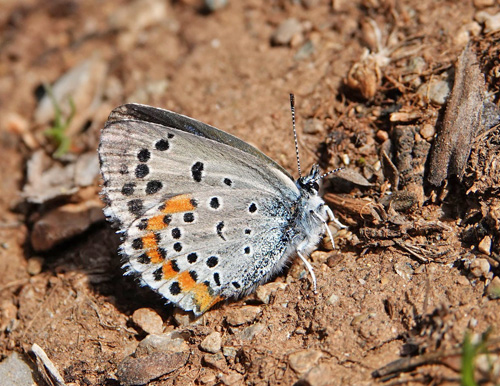 Salvieblfugl, Pseudophilotes bavius ssp. macedonica. Skiti, Askio-bjergene, Vestmakedonien, Grkenland d. 24 april 2022. Fotograf; Emil Bjerregaard