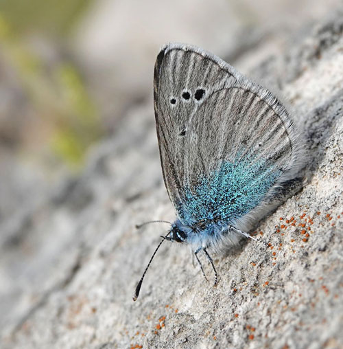 Kløverblåfugl, Glaucopsyche alexis. Ireo, Samos, Grækenland d. 16 april 2022. Fotograf; Emil Bjerregaard