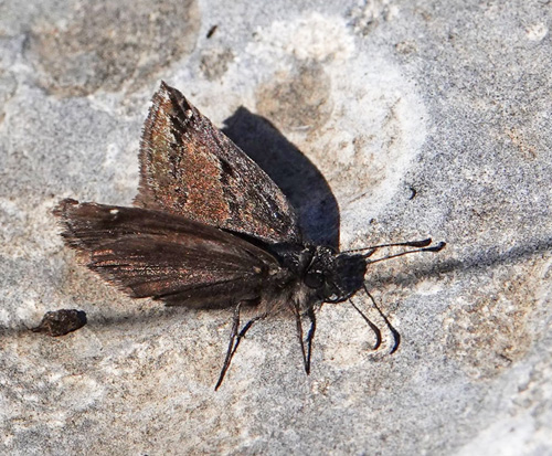 Sortbndet Bredpande, Erynnis marloyi. Skiti, Askio-bjergene, Vestmakedonien, Grkenland d. 24 april 2022. Fotograf; Emil Bjerregaard