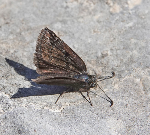 Sortbndet Bredpande, Erynnis marloyi. Skiti, Askio-bjergene, Vestmakedonien, Grkenland d. 24 april 2022. Fotograf; Emil Bjerregaard