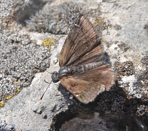 Sortbndet Bredpande, Erynnis marloyi. Skiti, Askio-bjergene, Vestmakedonien, Grkenland d. 24 april 2022. Fotograf; Emil Bjerregaard