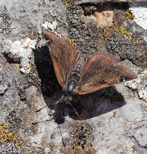 Sortbndet Bredpande, Erynnis marloyi. Skiti, Askio-bjergene, Vestmakedonien, Grkenland d. 24 april 2022. Fotograf; Emil Bjerregaard