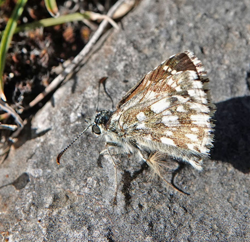 Skærbredpande, Pyrgus serratulae ssp. major. Siatista (1050 m), Askio, Vestmakedonien, Grækenland d. 24 april 2022. Fotograf; Emil Bjerregaard
