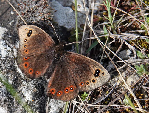 Stepperandje, Protoerebia afra. Siatista (1050 m), Askio, Vestmakedonien, Grkenland d.22 april 2022. Fotograf; Emil Bjerregaard