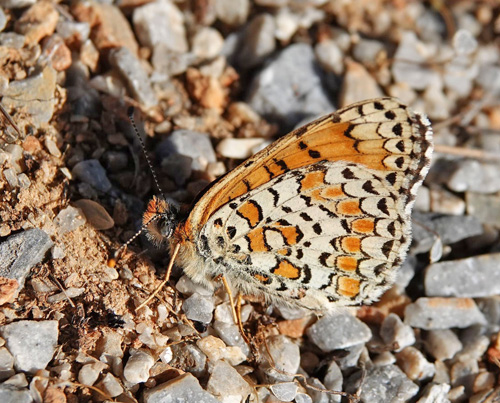 Ungarsk Pletvinge, Melitaea ornata. Skiti, Askio-bjergene, Vestmakedonien, Grækenland d. 24 april 2022. Fotograf; Emil Bjerregaard