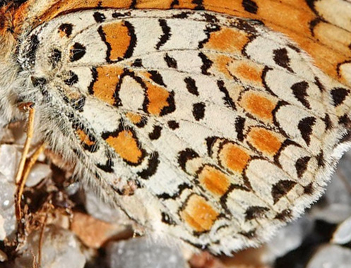 Ungarsk Pletvinge, Melitaea ornata. Skiti, Askio-bjergene, Vestmakedonien, Grækenland d. 24 april 2022. Fotograf; Emil Bjerregaard