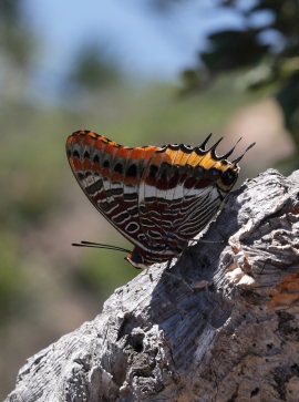 Pasha, Charaxes jasius. Route du Trayas, Fort Domaniale de I' Estrel, Provence d 4 august 2009. Fotograf: Henrik S. Larsen