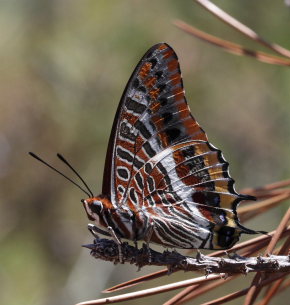 Pasha, Charaxes jasius. Route du Trayas, Fort Domaniale de I' Estrel, Provence d 4 august 2009. Fotograf: Henrik S. Larsen